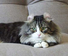 猫cafeにゃんそ〜れ 猫cafeにゃんそ〜れ